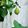 Outdoor tessuto per tende a vetro foglie 315 cm – verde,  thumbnail number 8