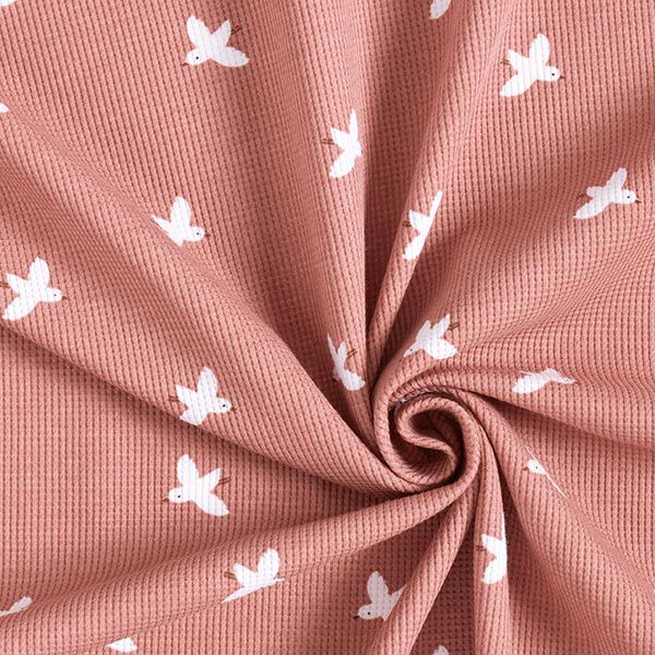 Jersey a nido d’ape uccelli – rosa anticato, image number 4