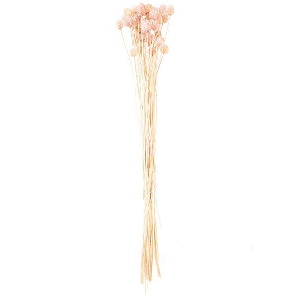 cardo giapponese essiccato [ 50 g ] | Rico Design – pink,  image number 4