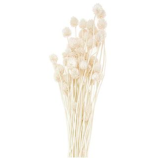 cardo giapponese essiccato [ 50 g ] | Rico Design – naturale, 