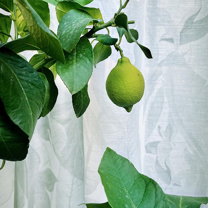 Outdoor tessuto per tende a vetro foglie 315 cm  – grigio argento,  image number 8