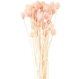 cardo giapponese essiccato [ 50 g ] | Rico Design – pink, 