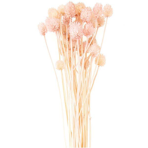 cardo giapponese essiccato [ 50 g ] | Rico Design – pink,  image number 1