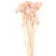 cardo giapponese essiccato [ 50 g ] | Rico Design – pink,  thumbnail number 1